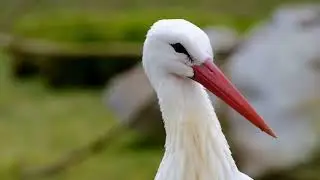 Bird Sounds - Watching a White Stork in The Wildlife - Stork Sounds