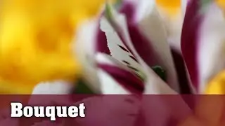 Macro Photo Ideas - Flower Bouquet Adventure - EP3