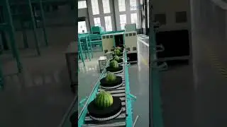 Automatic Sorting and Labelling #Automatic Labelling #Factory Equipment #BeltConveyor#RollerConveyor