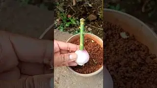 How to propagate mango tree from cutting with onion | How to grow mango tree | Grow mango #shorts