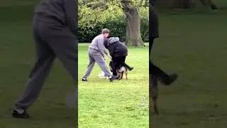German Shepherd Attacks Two Dogs￼