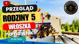 25.08: Przegląd Rodziny 5 Matka Włoszka Ligustica na nawłoci - Pasieka SeBee