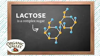 Как мы производим безлактозное молоко | Ask Organic Valley