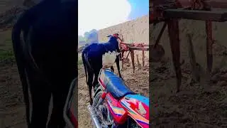 #bull #cow #animals #youtube #tiktok #viralreels #funny #art #bollywood #cute #dance