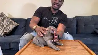 Cane Corso Pt 1 #canecorso #mastiff #bitwork #bullybreed #mastiffpup