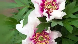 ITOH PEONY 🌸 PLANTING, GROWING AND MAINTAINING( BARE-ROOT AND PLANT )FULL GUIDE