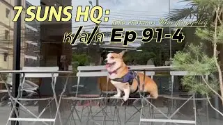 ถังถัง อภิชาตหมา   ห/ล/ค  หมาล่าคาเฟ่  ที่ 7SUNS HQ  EP-91-1  by ถังถัง อภิาตหมา