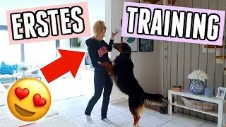 Hunde Tricks lernen mit Maja: Das kann sie schon alles! - Vlog 114