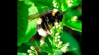 Bumblebee. Queen bees. Bombus  lucorum. Шмель дубравный.