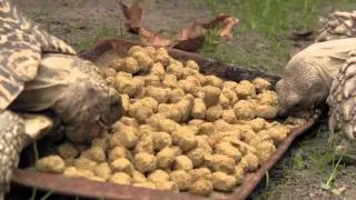 Spur Thighed Tortoise & Leopard Tortoise Feeding