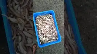 Largest Fish Auction market #PARADEEP Fishing Harbour plz subscribe#HKDAqua.