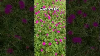 what is the name of this flower? beautiful flowers #nature l #hummingbirdtree