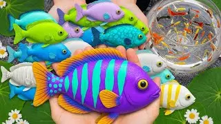 Amazing Catch Beautiful Aquarium Fish in Small Pond - Baby Turtles, Eels, Koi, Pencil Fish, Puffer
