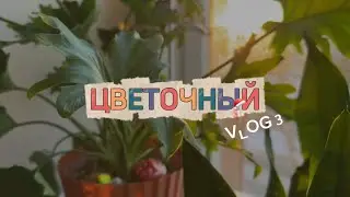 Цветочный влог: ярмарка растений, своп в Тюмени, пересадка, идеи подарков