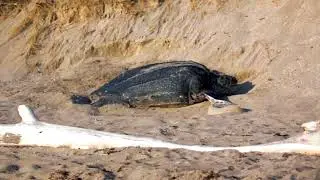 Aruba Teaser - WOW the nature film