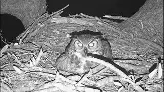 Female great horned owl posible lays first egg 11.01.2026 Eagle Country Eagle Country Nest Cam 2025