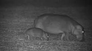 Sleepy Baby Hippo