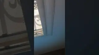 accouplement chat persan et siamois