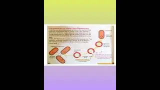Chapter#3 Introduction of gene into bacterium + Genetic Modification