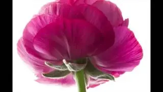 Ranunculus Sprinkles - Turkish song