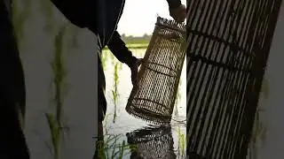Catching Fish with a Traditional Bamboo Trap | Real Cambodian Survival #fishing #shorts