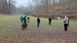 @TervuerenSCATHACH #dog #dogtraining I-BGH 1 95 P. #tervueren Gamdschie von Scathach