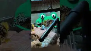 Fire belly toad eats cricket