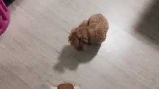 Naughty - Amber toy poodle