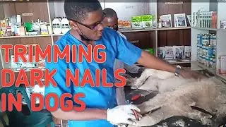 Cutting Dark Dog Nails: Step-by-Step Guide for Beginners. Nail cutting without hitting the quick