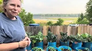 The Abundant Garden - Kale - Part 1