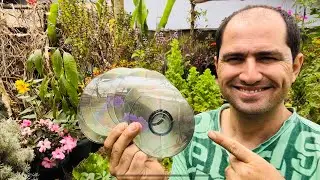 CD NA HORTA ESPANTA PÁSSAROS MESMO?