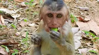Orphan baby monkey Dustin play with Baron & he screamed maybe hungry he find some fruit to eat