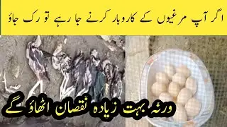 Desi Murghi farming in Pakistan 🇵🇰 | Desi Murghi | Business idea | Golden misri ki Farming