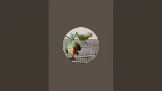 Two parrot's vlog is live