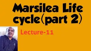 Marsilea Life cycle  in English