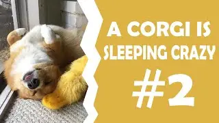 The Most Weird Sleep Position To Corgi Dog. PART2 #shorts