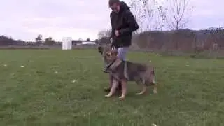 Obedience Trained German Shepherd Puppy For Sale