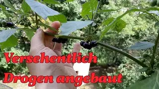 Balkong&auml;rtnern: Aussaat, Anzucht, Ernte im Gartenjahr 2021