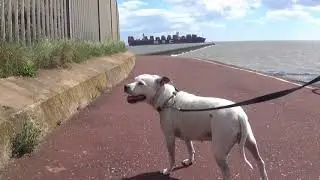 My Dog Walk at HARWICH ESSEX by Mark Badham