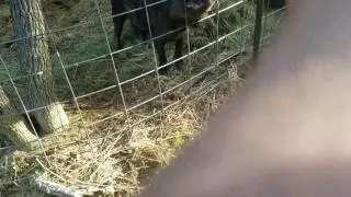 Pig-o-Vision