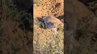 Got him...... #funny #fyp #viral #arizona #fail #reaction #taylorswift taylor