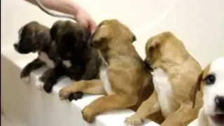 Puppy Bath Time!