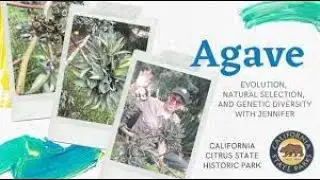 Agave : Evolution, Natural Selection, and Genetic Diversity