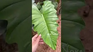 Philodendron Hybrid Mayoi x Jose Buono | OKANOKA.COM | Selling Tropical Plants & Houseplants