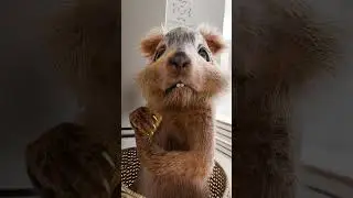 Милая белка 🥹