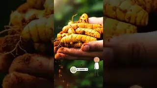 😱🫢Daily சமையல்ல போடுற மஞ்சள் | இதுக்குள்ள இவ்வளவு science ஆ? | #shorts