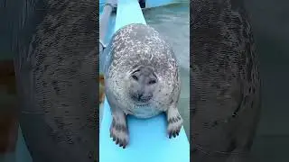 Le foche sanno fare cose che non immagini #animals #seal #fyp