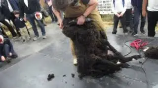 Royal Winter Fair 2025 Sheep Shearing Demonstration