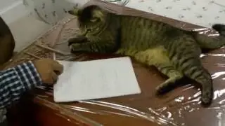 Auto Vlog #2 (Cat Actors)