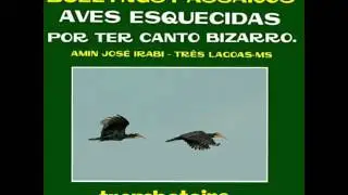 trombeteiro : CANTO DE AVES DO BRASIL